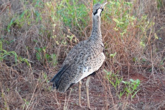 Lissotis hartlaubii - Hartlaubtrappe